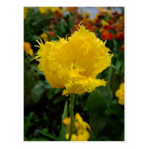 Yellow Tulip with water drops Postcards