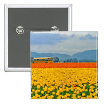 Yellow Tulips and School Bus Buttons