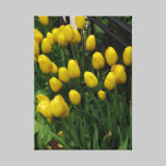 Yellow Tulips canvas prints