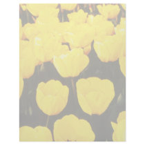 yellow Tulips, Darwin hybrid, 'Jewel of Spring' fl Letterhead