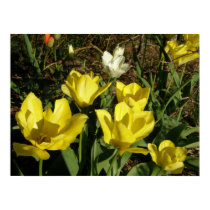 Yellow Tulips Flower Poster Print posters