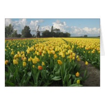 Yellow Tulips in a Field and Windmill in Holland Greeting Cards