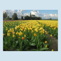 Yellow Tulips in a Field Holland posters