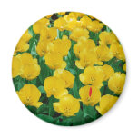 Yellow Tulips Magnet Yellow Tulips Magnet