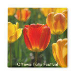 Yellow Tulips, Orange Tulips magnets