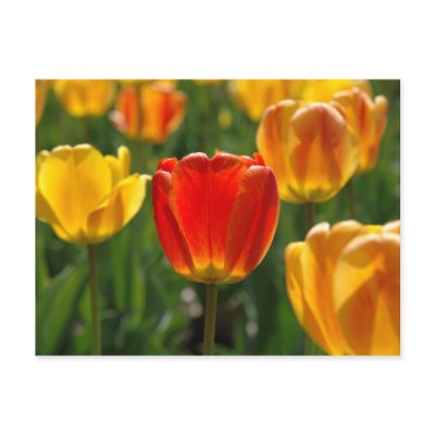 Yellow Tulips, Orange Tulips Postcard
