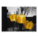 Yellow Tulips