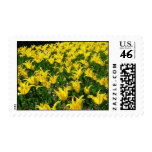 Yellow Tulips Stamps