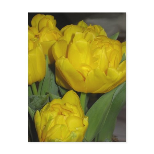 Yellow tulips