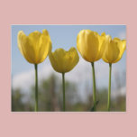 Yellow Tulips Postcard postcards