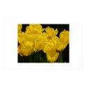 Yellow Tulips posters