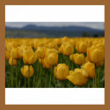 Yellow Tulips posters