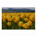 Yellow Tulips posters by mmorgan23 Yellow Tulips posters