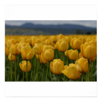 Yellow Tulips posters