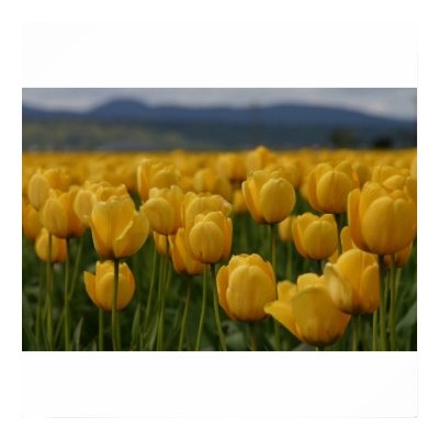 Yellow Tulips Poster by mmorgan23
