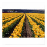 yellow, tulips, tulips, field, of, tulips,