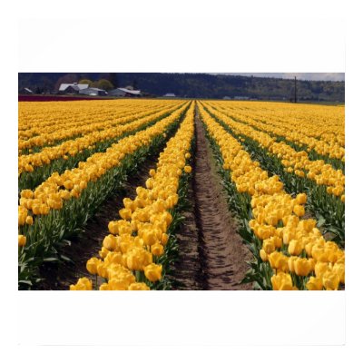 Yellow Tulips Print by mmorgan23