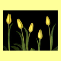 Yellow tulips posters