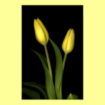 Yellow tulips posters