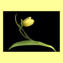 Yellow tulips posters