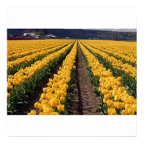 Yellow Tulips posters
