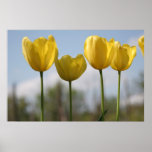 Yellow Tulips Print