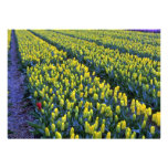 Yellow tulips, Sassenheim, Netherlands Invite