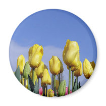 Yellow Tulips Shining magnets by sharonsphotography Yellow Tulips Shining magnets