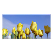 Yellow Tulips Shining photo cards