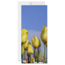 Yellow Tulips Shining rack cards