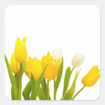 Yellow tulips sticker