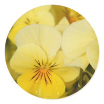 Yellow Violas (Pansies) stickers