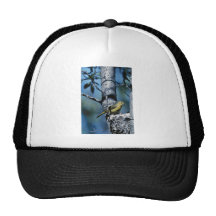 Yellow warbler attends to its nest hats