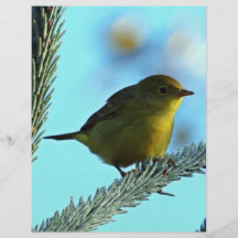 Yellow Warbler Flyer Design