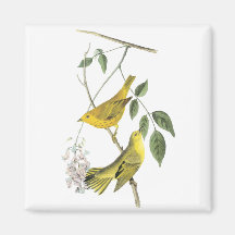 Yellow Warbler, John Audubon Refrigerator Magnets