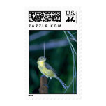 Yellow Warbler Stamps