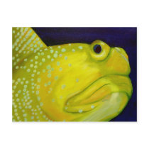 Yellow Watchman Goby Fish postcards by johnstires Yellow Watchman Goby Fish postcards
