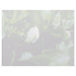Yellow Water-Arum (Calla Palustris Var. Polysthace Customized Letterhead