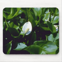 Yellow Water-Arum (Calla Palustris Var. Polysthace Mousepad