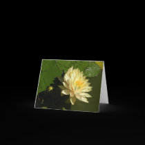 Yellow Water Lilies cards