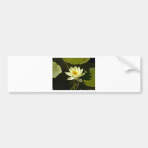 yellow water lily bumper stickers