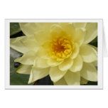 Yellow Water Lily Card