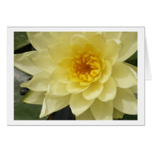 Yellow Water Lily Card
