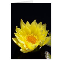 Yellow Water Lily Card