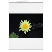 Yellow Water Lily Cards