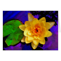 Yellow Water lily Cards
