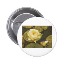 Yellow Water Lily Drawing Pinback Buttons