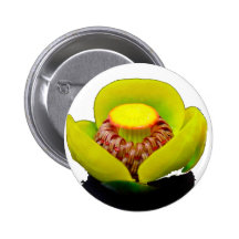 Yellow Water Lily Pinback Button