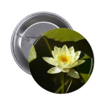 yellow water lily pinback buttons