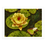 Yellow Water Lily Post Card